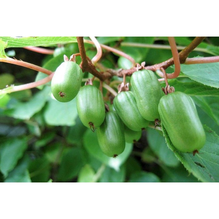 Саженец Актинидия (горшок р9) Ароматная, 1 шт, Осень 2025