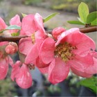 Саженец Айва р9 Пинк квин 1 шт. Весна 2026  (артикул 10530614)  большой выбор товаров оптом и в розницу по низким ценам с доставкой