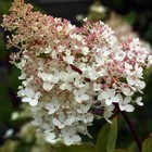 Саженец Гортензия (горшок р9) Биг Бен, 1 шт, Осень 2025 10530626