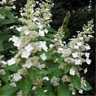 Саженец Гортензия (горшок р9) Грейт Эскейп, 1 шт, Осень 2025 10530627