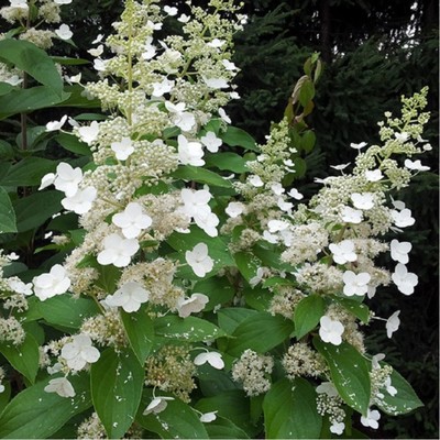 Саженец Гортензия (горшок р9) Грейт Эскейп, 1 шт, Осень 2025