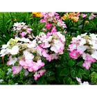 Саженец Гортензия (горшок р9) Дартс литтл дот, 1 шт, Осень 2025 10530629