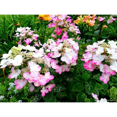 Саженец Гортензия (горшок р9) Дартс литтл дот, 1 шт, Осень 2025