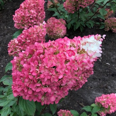 Саженец Гортензия (горшок р9) Литтл Блоссом, 1 шт, Осень 2025