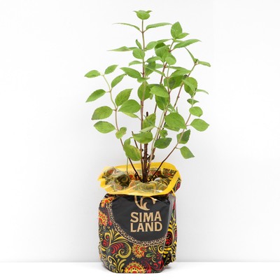 Саженец Гортензия (горшок р9) Тач оф пинк, 1 шт, Осень 2025