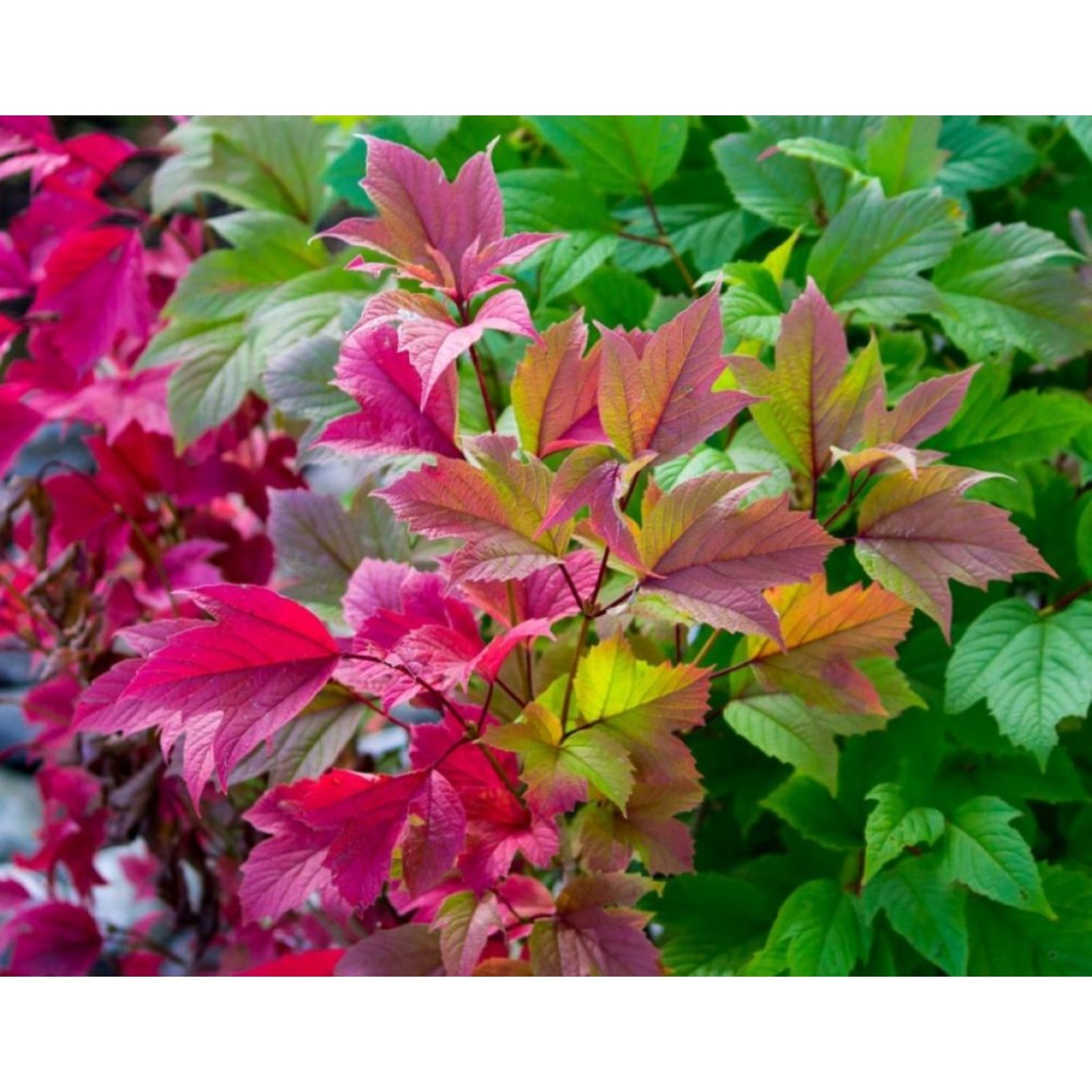 Пузыреплодник ждеховице фото и описание кустарника Пузыреплодник ждеховице фото и описание кустарника