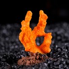 Декоративный коралл "Синулярия мини", 6 х 3,5 х 8,5 см, микс видов - Фото 2