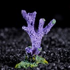 Декоративный коралл "Синулярия мини", 6 х 3,5 х 8,5 см, микс видов - Фото 3