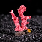 Декоративный коралл "Синулярия мини", 6 х 3,5 х 8,5 см, микс видов - Фото 5