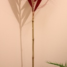 Сухоцвет на бамбуковом стебле 250 см бордовый - Фото 4