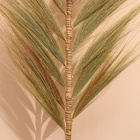 Сухоцвет на бамбуковом стебле 250 см болотный - Фото 3