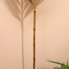 Сухоцвет на бамбуковом стебле 250 см болотный - Фото 4