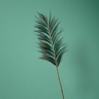 Сухоцвет на бамбуковом стебле, 250 см, зелёный - Фото 2