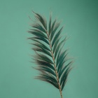 Сухоцвет на бамбуковом стебле, 250 см, зелёный - Фото 3