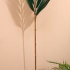Сухоцвет на бамбуковом стебле 250 см зелёный - Фото 4