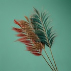 Сухоцвет на бамбуковом стебле, 250 см, зелёный - Фото 5