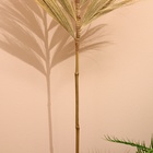 Сухоцвет на бамбуковом стебле 250 см песочный - Фото 4