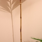 Сухоцвет на бамбуковом стебле 250 см кирпичный - Фото 4