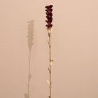 Сухоцвет на бамбуковом стебле 150 см фиолетовый - Фото 3