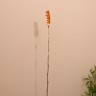 Сухоцвет на бамбуковом стебле 150 см оранжевый - Фото 2