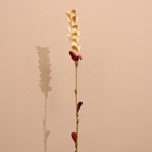 Сухоцвет на бамбуковом стебле 150 см белый - фото 11315475