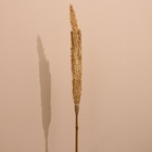 Сухоцвет "Пати" 180 см натуральный - Фото 2