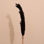 Сухоцвет "Пати" 180 см черный - Фото 2