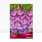 Гладиолус крупноцветковый «Кемистри», луковица цветов в пакете с перфорацией, р-р 12/14, 5 шт. - Фото 1