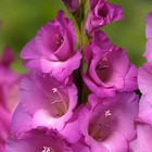 Гладиолус крупноцветковый Лэннон р-р 10/12, Весна 2026 10 шт.  (артикул 10576602)  большой выбор товаров оптом и в розницу по низким ценам с доставкой