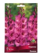 Гладиолус крупноцветковый Лэннон р-р 10/12, Весна 2026 10 шт. - Фото 2