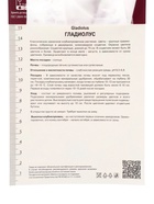 Гладиолус крупноцветковый Лэннон р-р 10/12, Весна 2026 10 шт. - Фото 4