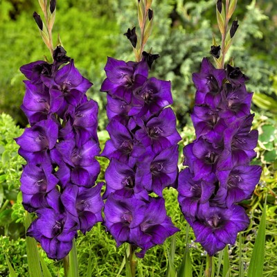 Гладиолус крупноцветковый Пёпл Флора р-р 10/12, Весна 2026 10 шт.