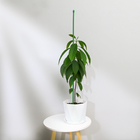 Колышек для подвязки растений, h = 120 см, d = 1 см, металл, зелёный - фото 24392090