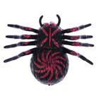 Липучка «Паук», МИКС, на блистере - Фото 3