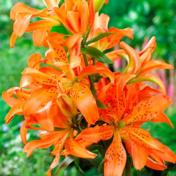 Саженцы Лилия азиатская махровая Маст Си ( 2 года , C2 , 20-60 см ) - купить с д