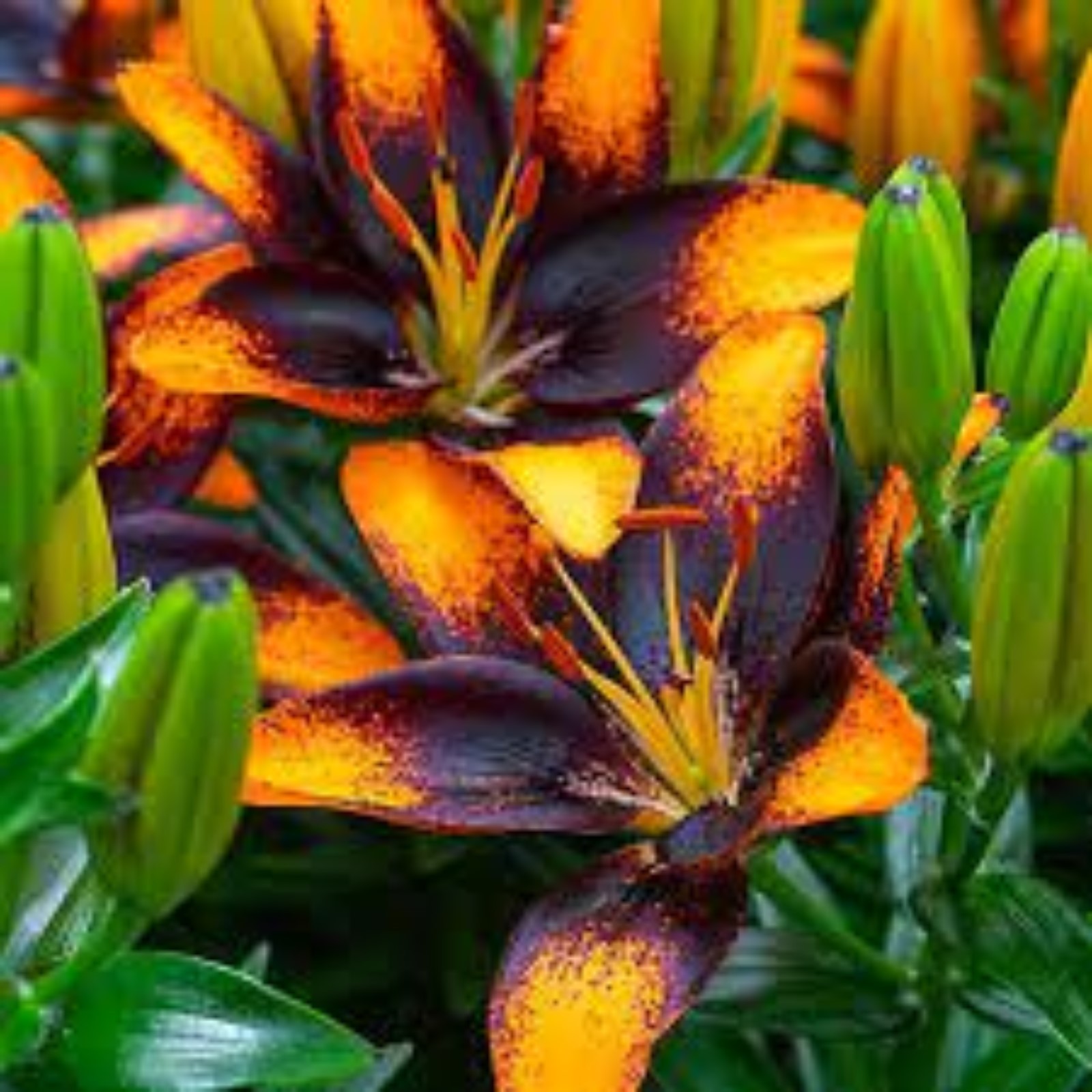 Лилия Trendy Las Palmas Пулков Сад