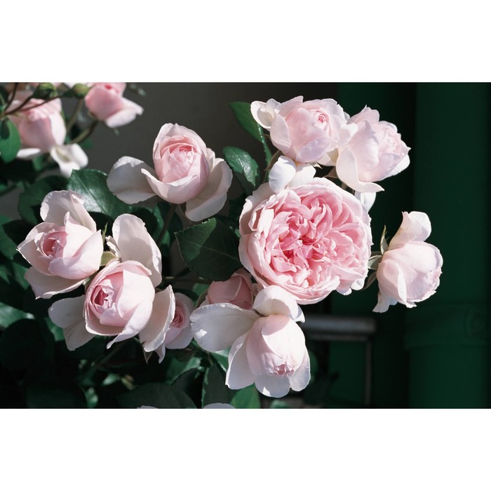 Роза парковая Синдерелла, C3,5 горшок, Н25-45 , 1 шт, Лето 2024 - Фото 1