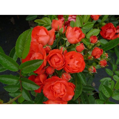 Роза почвопокровная Миниатюра Ориндж, C3,5 горшок, Н15-25 , 1 шт, Лето 2024