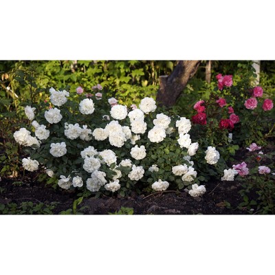 Роза почвопокровная Сноуфилд, C3,5 горшок, Н15-25 , 1 шт, Лето 2024