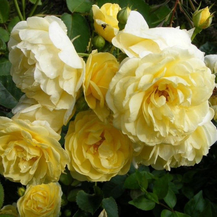 Роза почвопокровная Фэйри Йеллоу, C3,5 горшок, Н15-25 , 1 шт, Лето 2024 - Фото 1