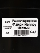Саженец Роза почвопокровная Фэйри Йеллоу, C3.5 горшок, Н15-25 , 1 шт. - Фото 2