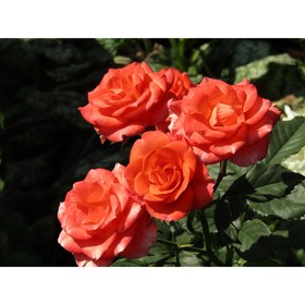 Роза спрей Алегрия, C3,5 горшок, Н15-25 , 1 шт, Лето 2024