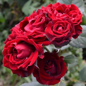 Роза спрей Таманго, C3,5 горшок, Н15-25 , 1 шт, Лето 2024
