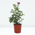 Роза флорибунда Мистерьёз, C3,5 горшок, Н25-45 , 1 шт, Лето 2024 - Фото 2