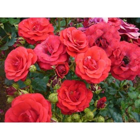 Роза флорибунда Стромболи, C3,5 горшок, Н25-45 , 1 шт, Лето 2024