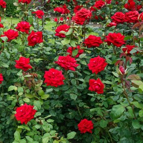 Роза чайно-гибридная Бургунд, C3,5 горшок, Н25-45 , 1 шт, Лето 2024