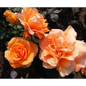 Роза чайно-гибридная Дорис Тистерман, C3,5 горшок, Н25-45 , 1 шт, Лето 2024