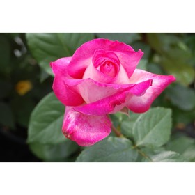 Роза чайно-гибридная Роза Гожар, C3,5 горшок, Н25-45 , 1 шт, Лето 2024