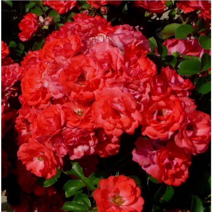 Саженец Роза Мейян флорибунда Корал Дрифт, C3.5 горшок, Н25-45 , 1 шт.