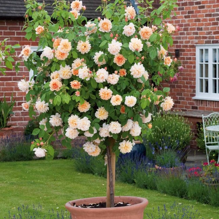 Роза штамбовая «Кэтрин», штамб 60 см, горшок С5, 1 шт., Лето 2026, «ПОИСК»